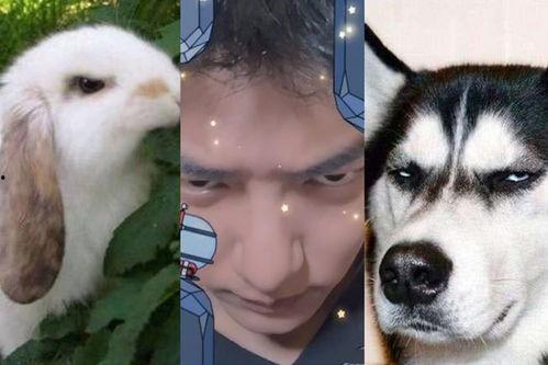 纯种狼2,狼性觉醒，再战巅峰