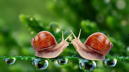 空中的眼睛和蜗牛,蜗牛视角下的奇妙世界